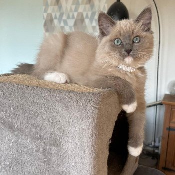 chaton Ragdoll blue mink mitted SOTIZE L'Eden du Gival chaton Ragdoll blue mink mitted SOTIZE L'Eden du Gival