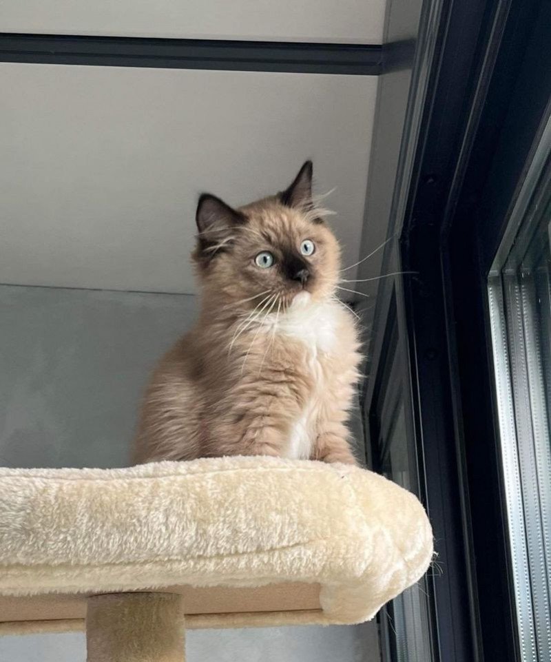 TOPAZ de L'Eden du Gival Mâle Ragdoll TOPAZ de L'Eden du Gival Mâle Ragdoll