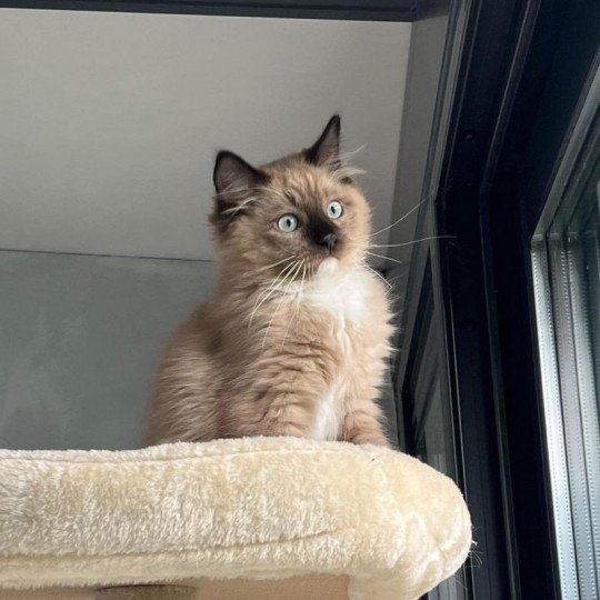 TOPAZ de L'Eden du Gival Mâle Ragdoll
