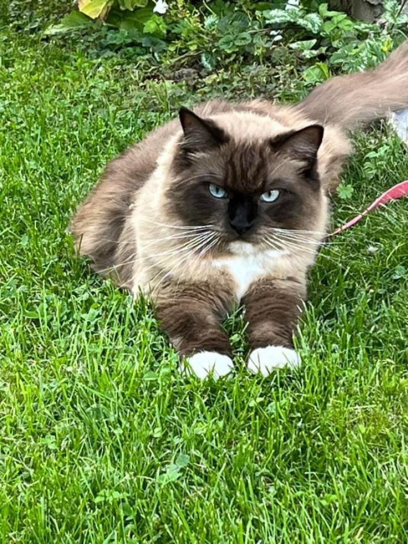 TOPAZ de L'Eden du Gival Mâle Ragdoll