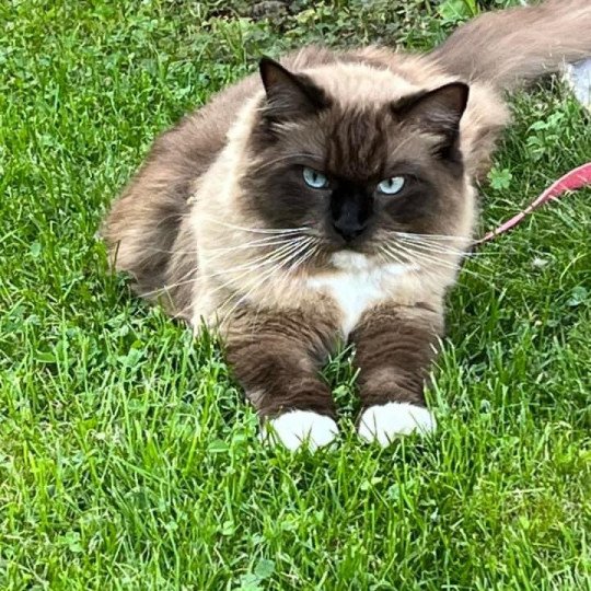 TOPAZ de L'Eden du Gival Mâle Ragdoll