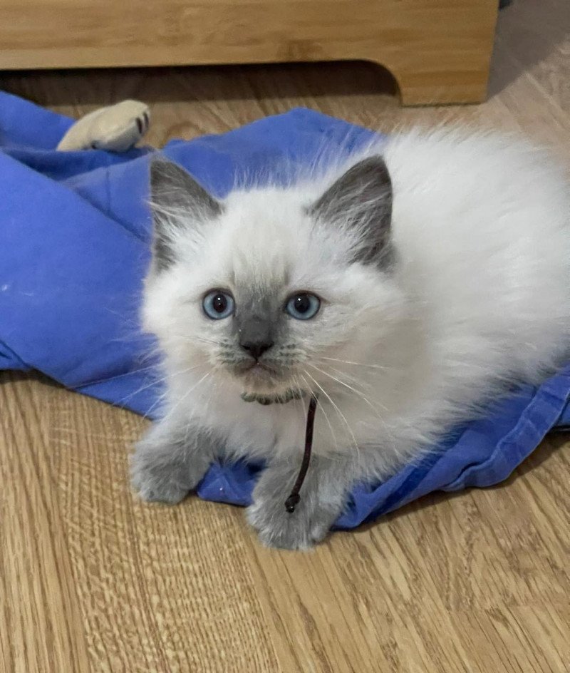 TI AMO THOR de L'Eden du Gival Mâle Ragdoll TI AMO THOR de L'Eden du Gival Mâle Ragdoll
