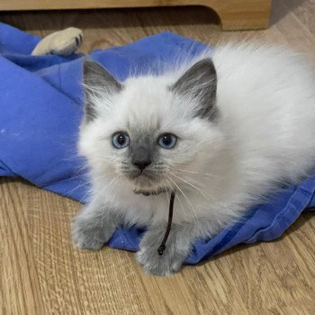 chaton Ragdoll blue point TI AMO THOR L'Eden du Gival