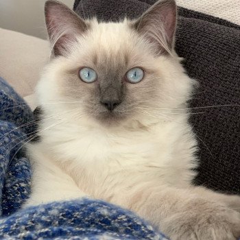 chaton Ragdoll blue point TI AMO THOR EI L'Eden du Gival