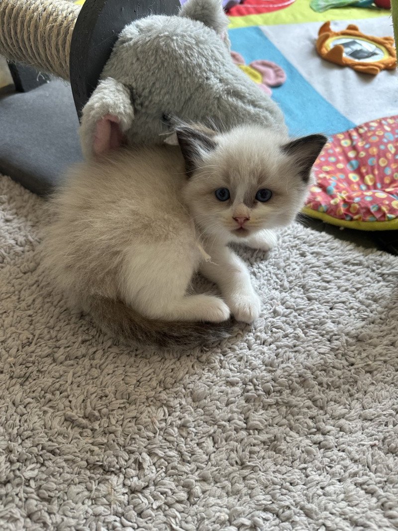 Aïko II de L'Eden du Gival Mâle Ragdoll