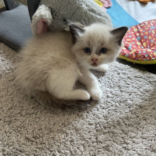 Aïko II de L'Eden du Gival Mâle Ragdoll
