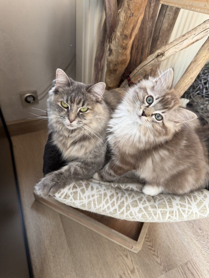 Athene de L'Eden du Gival Mâle Ragdoll