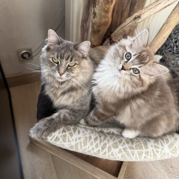 Athene de L'Eden du Gival Mâle Ragdoll