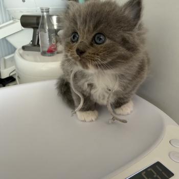 chaton Ragdoll blue mitted collier gris EI L'Eden du Gival