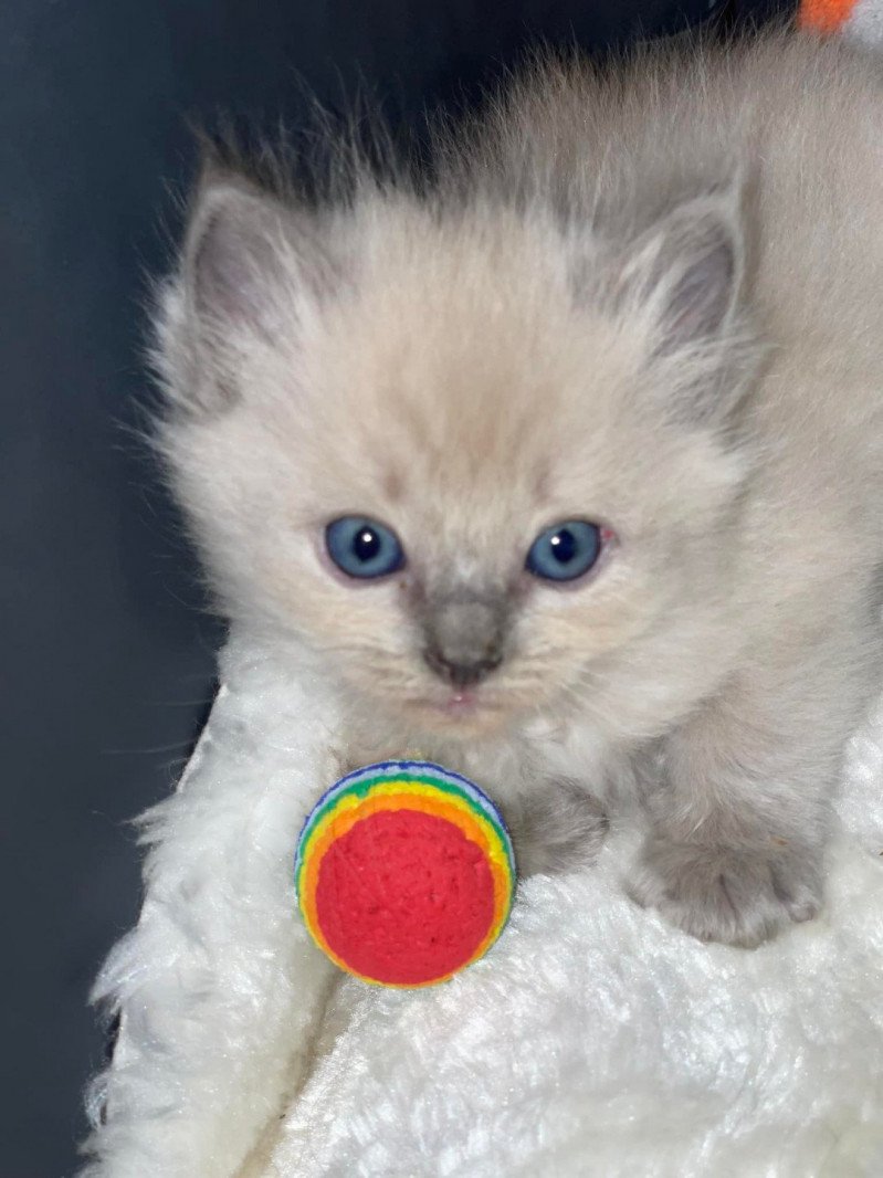 SCARLETT de L'Eden du Gival Femelle Ragdoll SCARLETT de L'Eden du Gival Femelle Ragdoll