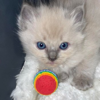 chaton Ragdoll blue mink SCARLETTE L'Eden du Gival