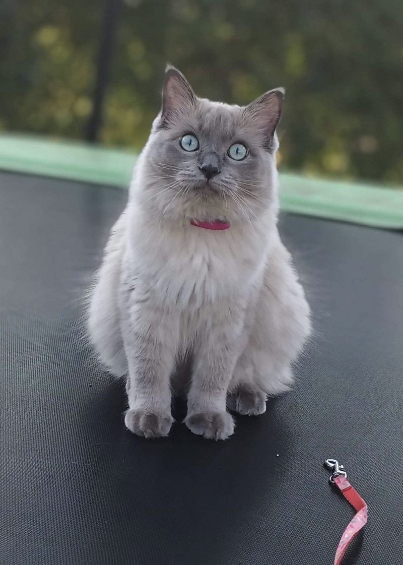 SCARLETT de L'Eden du Gival Femelle Ragdoll