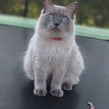 chaton Ragdoll blue mink SCARLETT L'Eden du Gival