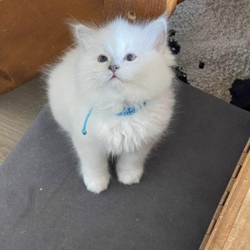 chaton Ragdoll lilac point mitted USTY EI L'Eden du Gival