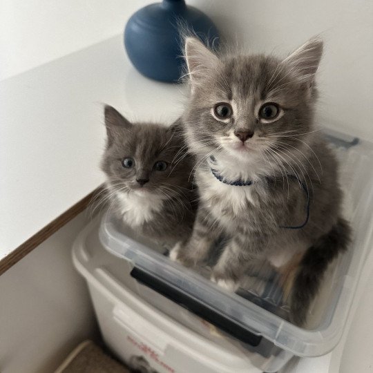 Alfred alias Alfy de L'Eden du Gival Mâle Ragdoll