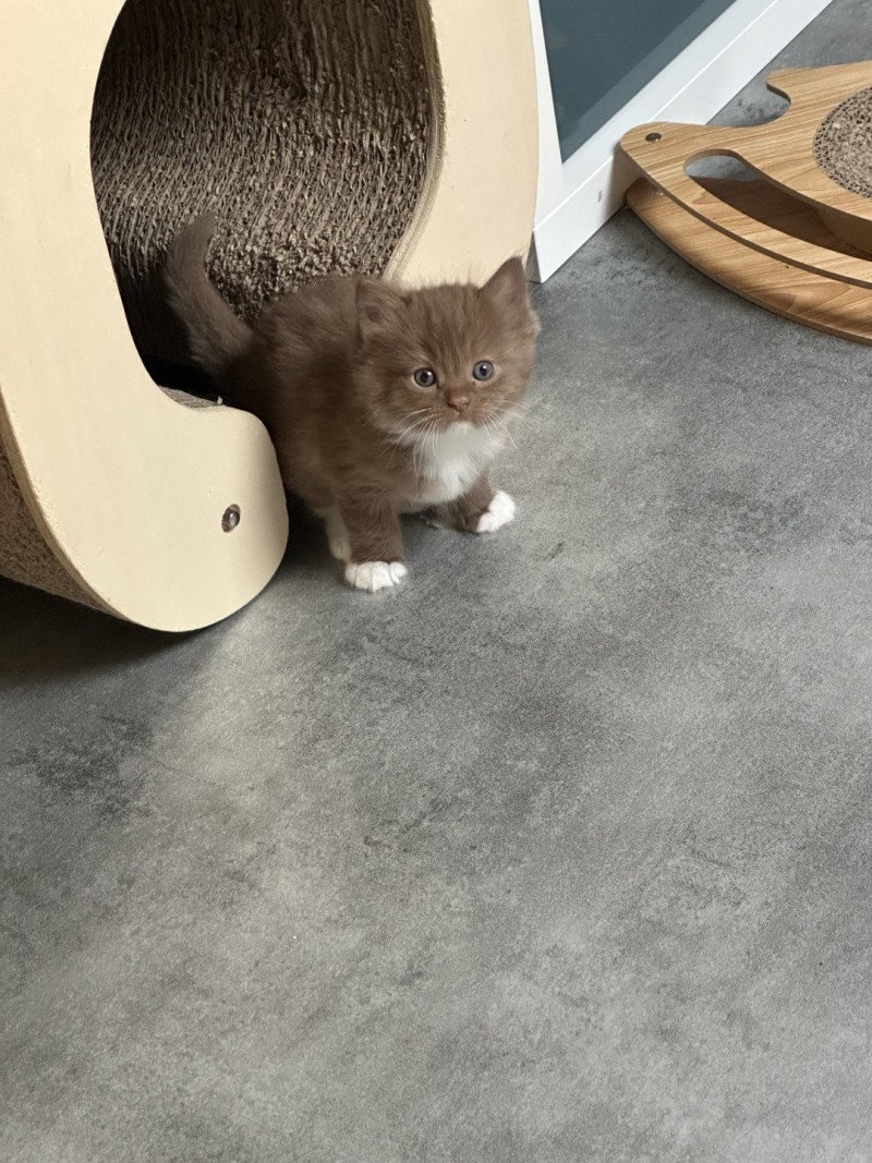 Auguste de L'Eden du Gival Mâle Ragdoll