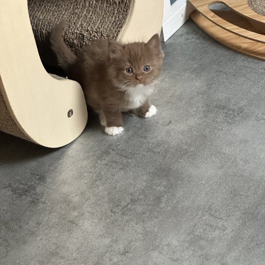 Auguste de L'Eden du Gival Mâle Ragdoll