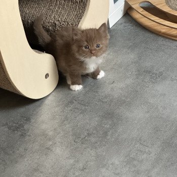 Auguste de L'Eden du Gival Mâle Ragdoll