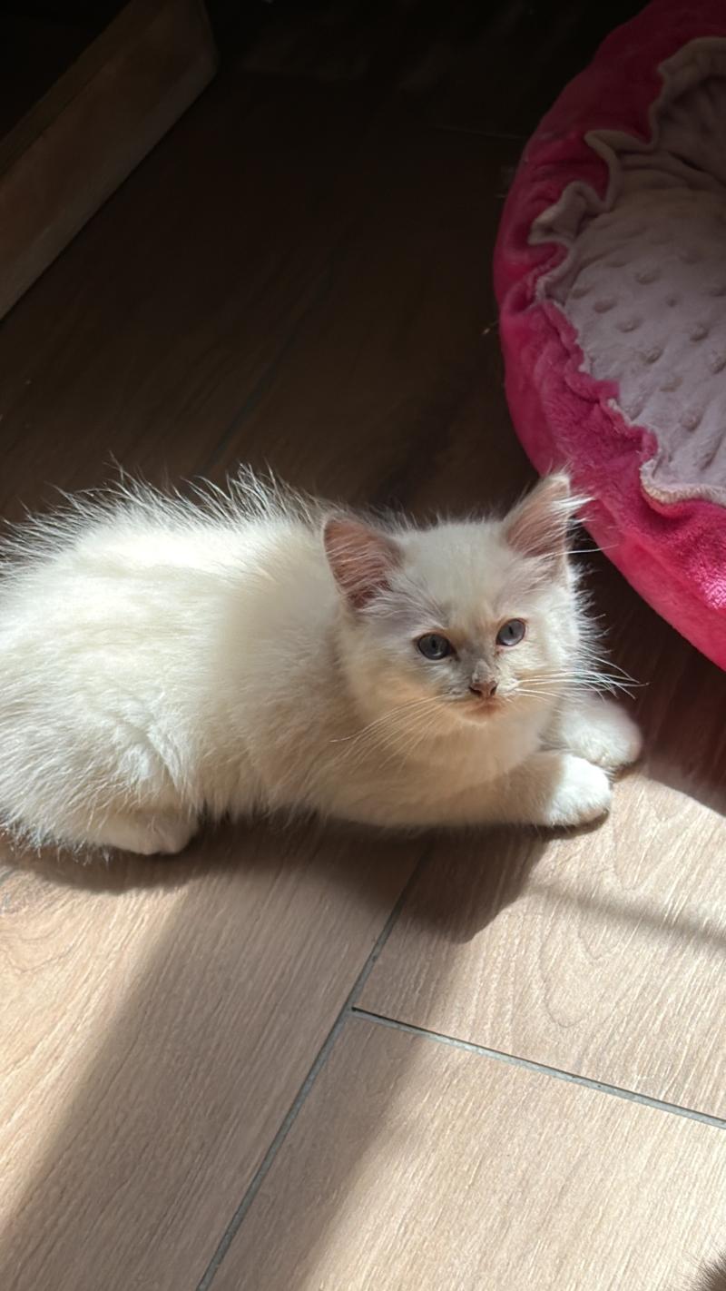 BAILEY de L'Eden du Gival Mâle Ragdoll