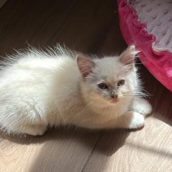 chaton Ragdoll lilac mink mitted BAILEY EI L'Eden du Gival