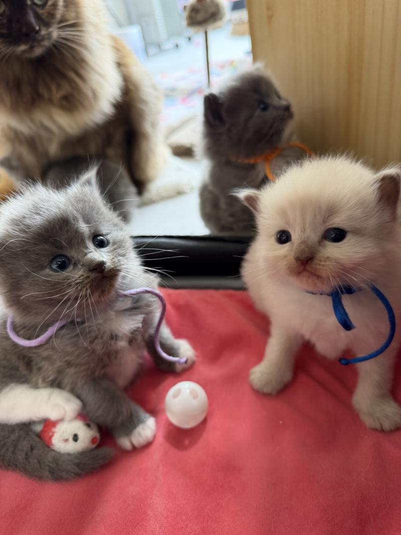 collier bleu de L'Eden du Gival Mâle Ragdoll