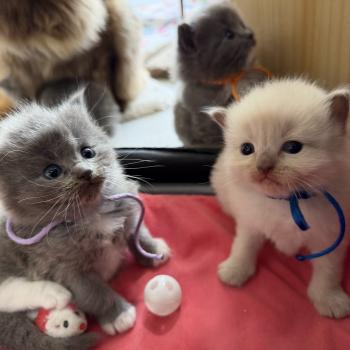 chaton Ragdoll cinnamon sepia collier bleu EI L'Eden du Gival