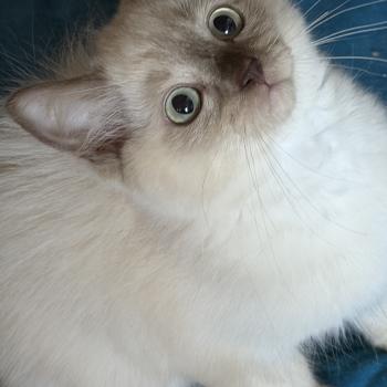 chaton Ragdoll cinnamon sepia Bay atlas EI L'Eden du Gival