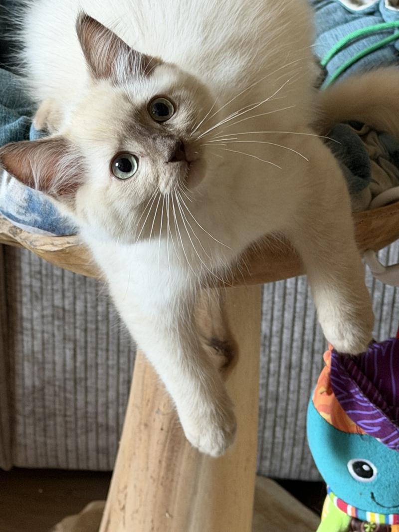 Bay atlas de L'Eden du Gival Mâle Ragdoll