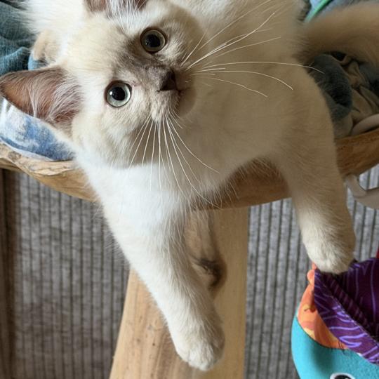 Bay atlas de L'Eden du Gival Mâle Ragdoll
