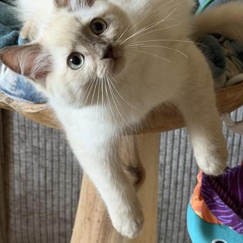 chaton Ragdoll cinnamon sepia Bay atlas EI L'Eden du Gival