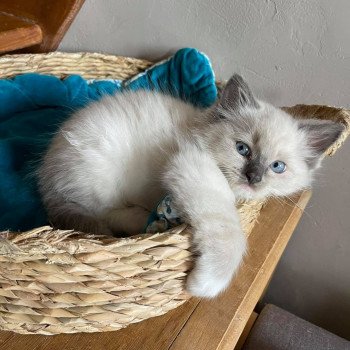 chaton Ragdoll blue point SETHI-SPOCK L'Eden du Gival