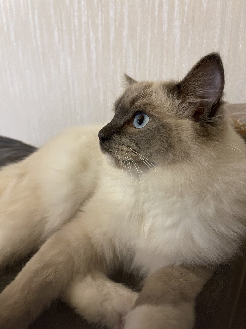 SETHI-SPOCK de L'Eden du Gival Mâle Ragdoll SETHI-SPOCK de L'Eden du Gival Mâle Ragdoll