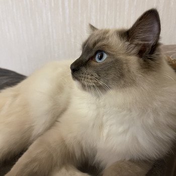 chaton Ragdoll blue point mitted SETHI-SPOCK L'Eden du Gival