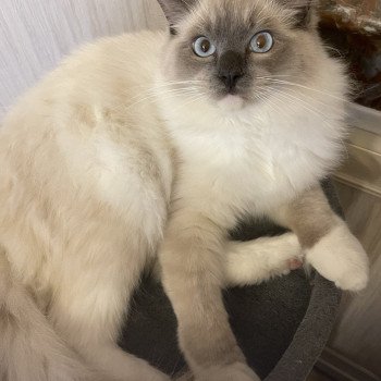 chaton Ragdoll blue point mitted SETHI-SPOCK L'Eden du Gival