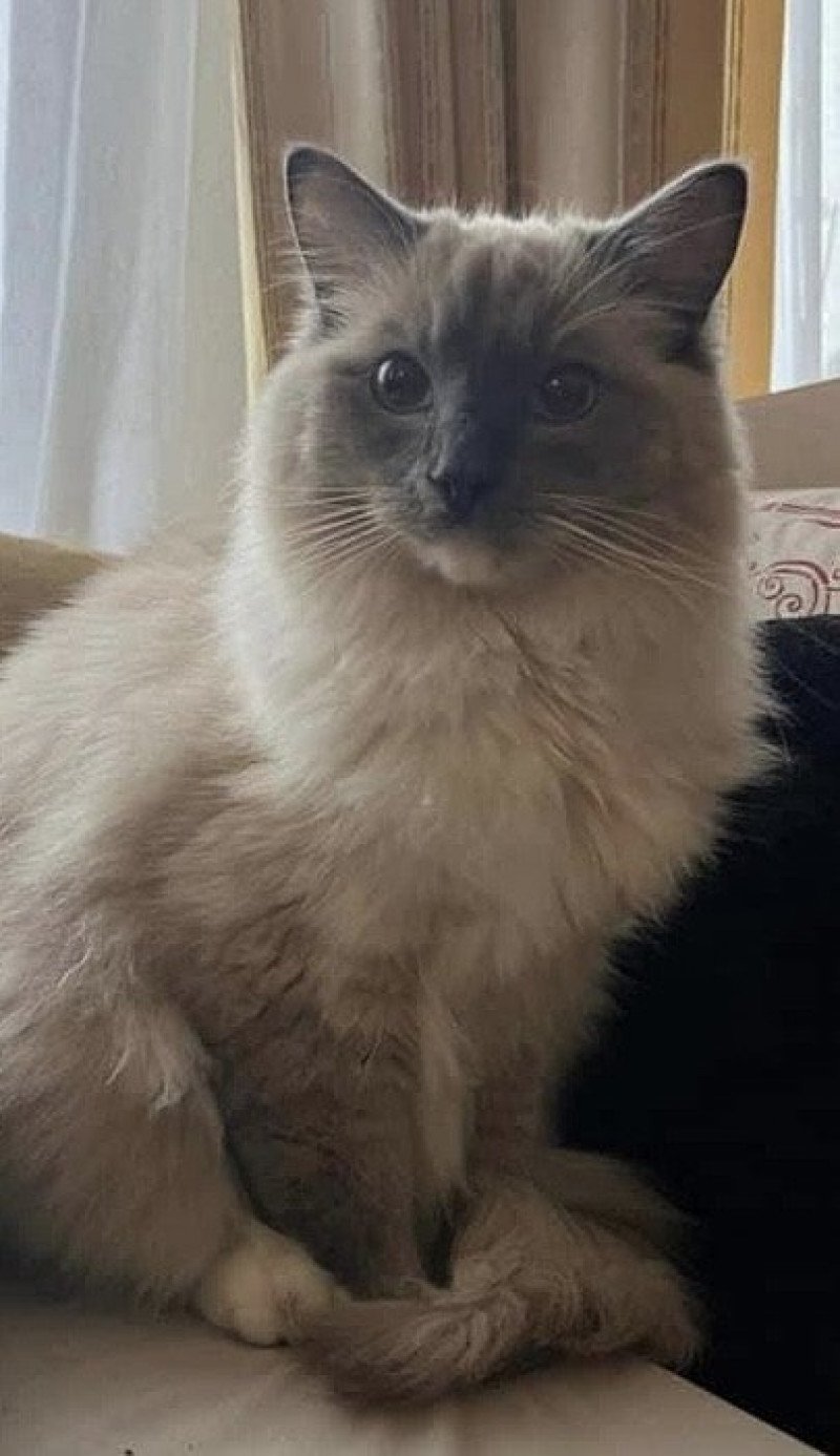 SETHI-SPOCK de L'Eden du Gival Mâle Ragdoll SETHI-SPOCK de L'Eden du Gival Mâle Ragdoll