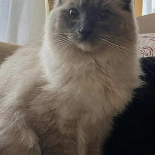 SETHI-SPOCK de L'Eden du Gival Mâle Ragdoll