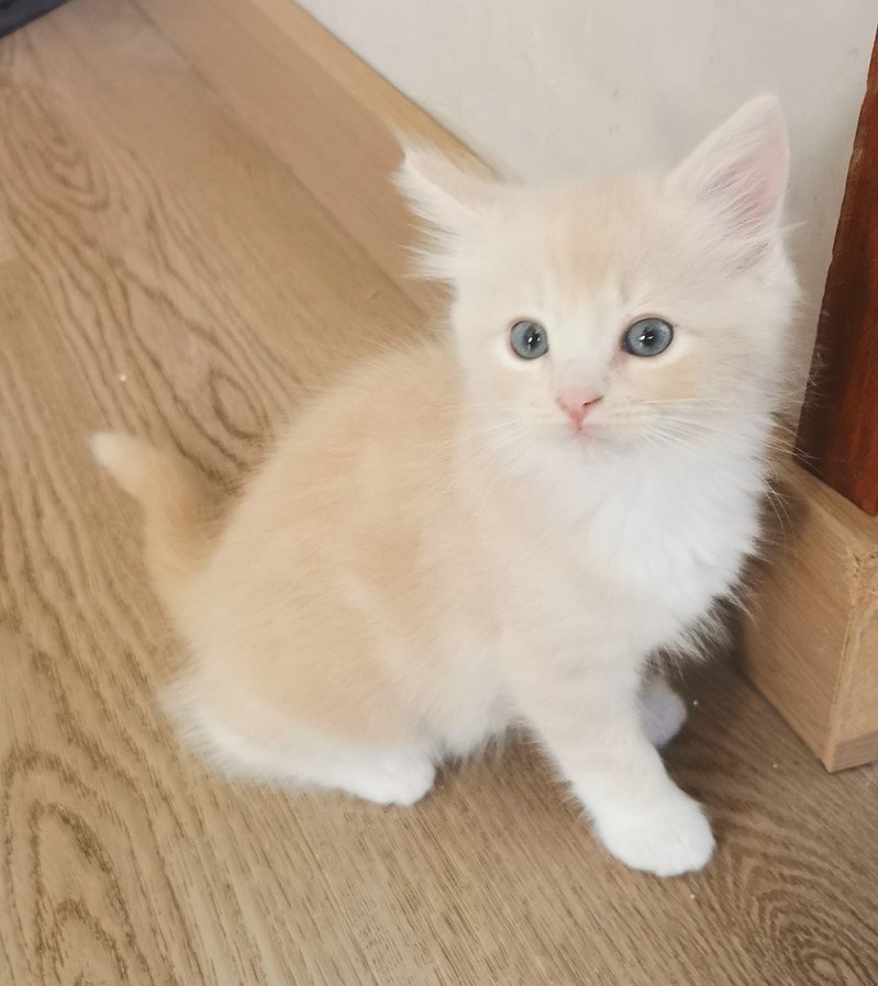 SLY de L'Eden du Gival Mâle Ragdoll SLY de L'Eden du Gival Mâle Ragdoll