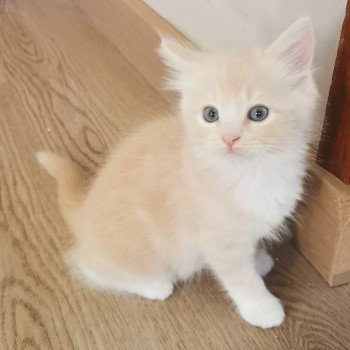 chaton Ragdoll cream mitted SLY Les Ragdolls De L'Eden du Gival