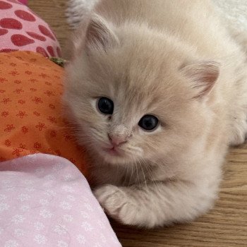 chaton Ragdoll cream tabby VEGAS EI L'Eden du Gival