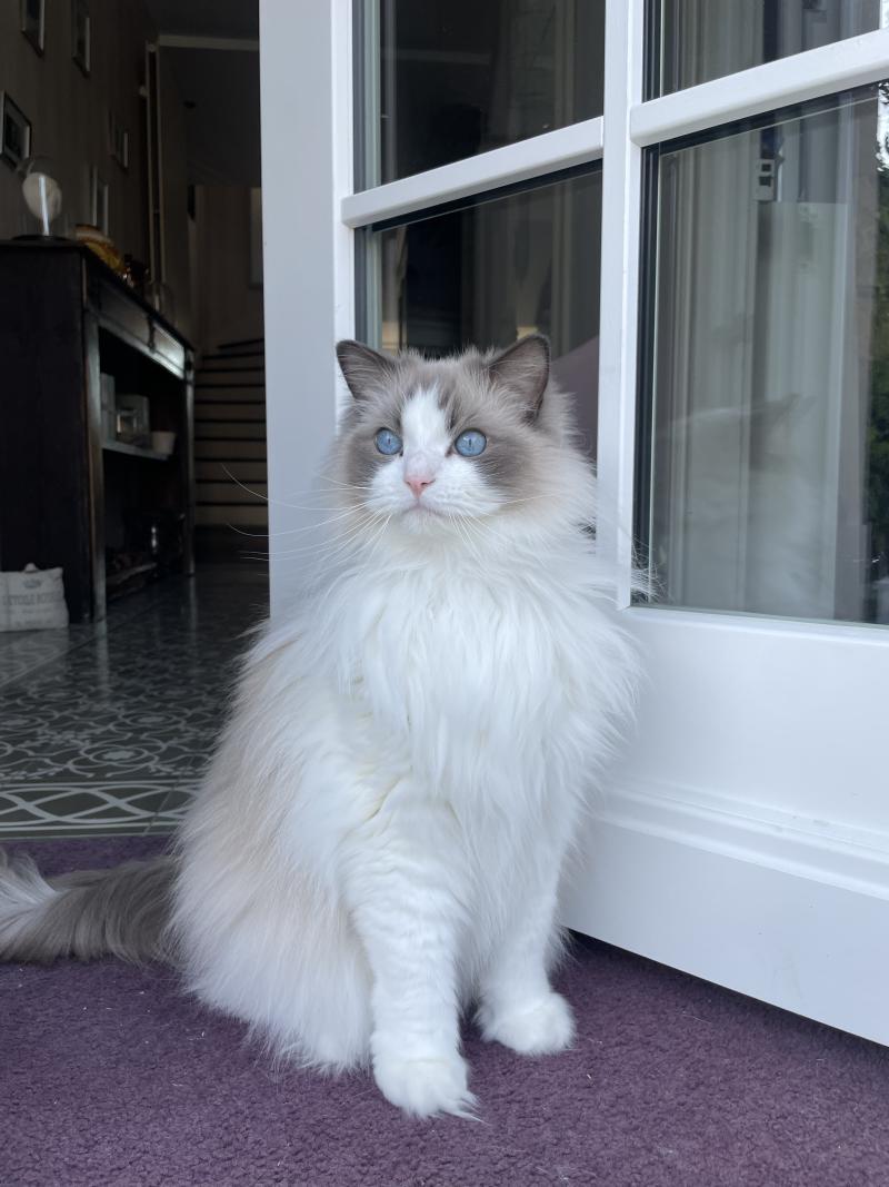 SULLY de L'Eden du Gival Mâle Ragdoll