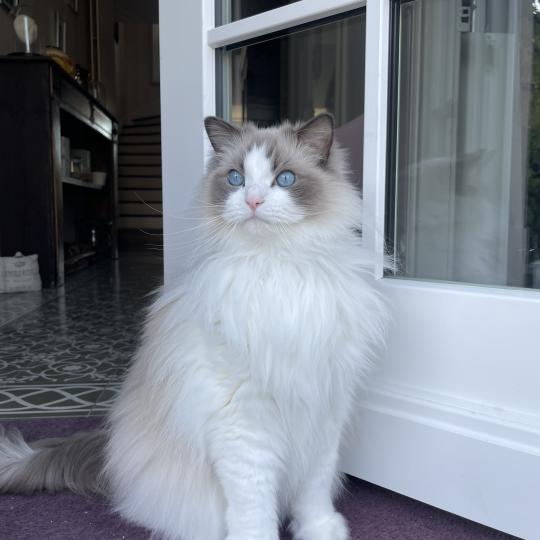 SULLY de L'Eden du Gival Mâle Ragdoll