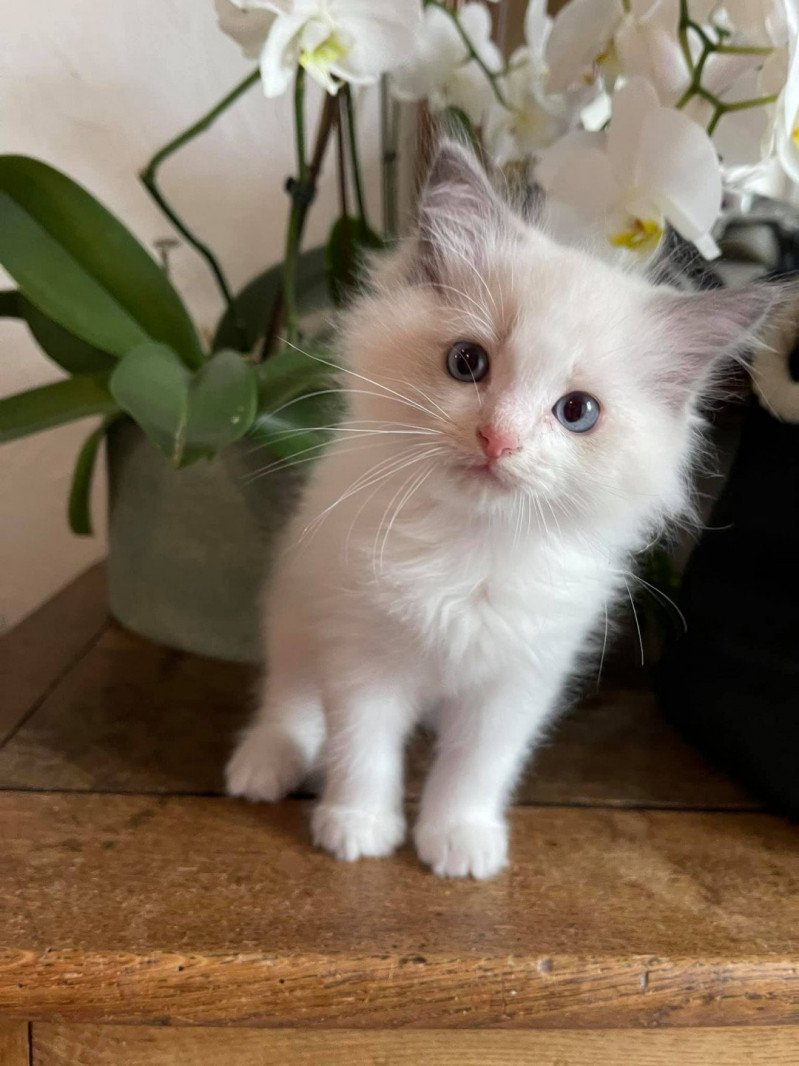 SULLY de L'Eden du Gival Mâle Ragdoll