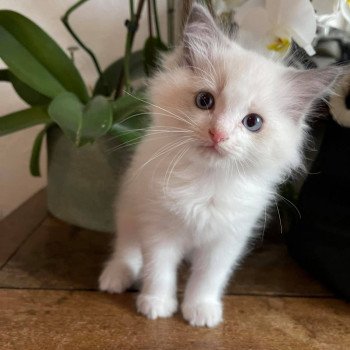 chaton Ragdoll SULLY L'Eden du Gival