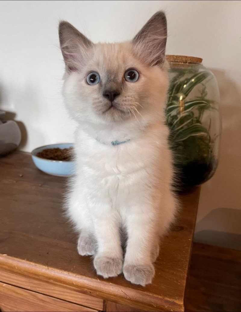 TIMON de L'Eden du Gival Mâle Ragdoll TIMON de L'Eden du Gival Mâle Ragdoll