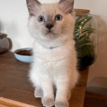 chaton Ragdoll blue point TIMON L'Eden du Gival