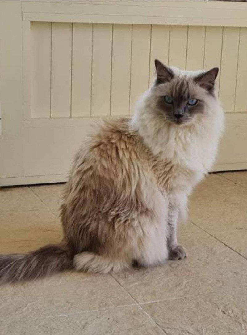 TIMON de L'Eden du Gival Mâle Ragdoll