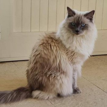 chaton Ragdoll blue point TIMON EI L'Eden du Gival