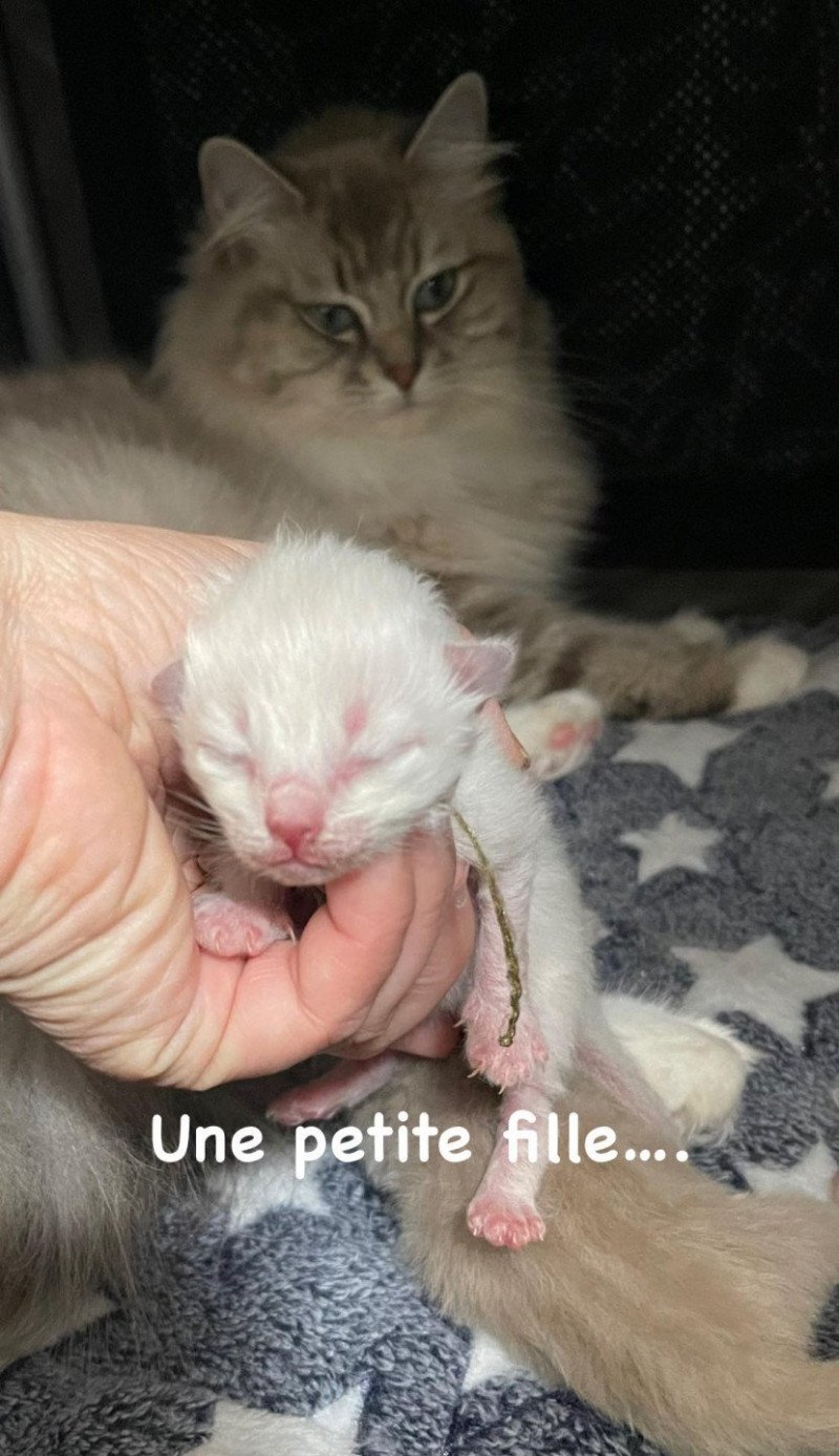 Tite NALA de L'Eden du Gival Femelle Ragdoll Tite NALA de L'Eden du Gival Femelle Ragdoll