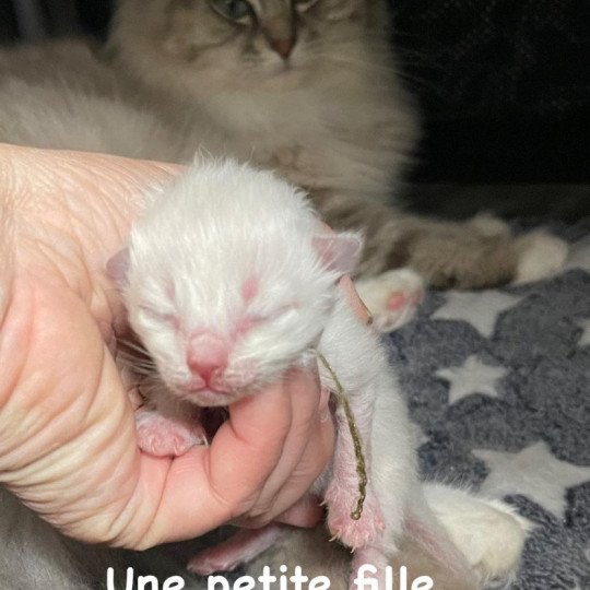 Tite NALA de L'Eden du Gival Femelle Ragdoll