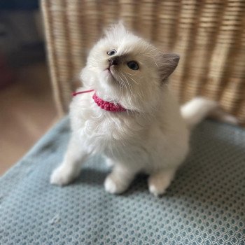 chaton Ragdoll chocolate mink mitted UCHETTE EI L'Eden du Gival